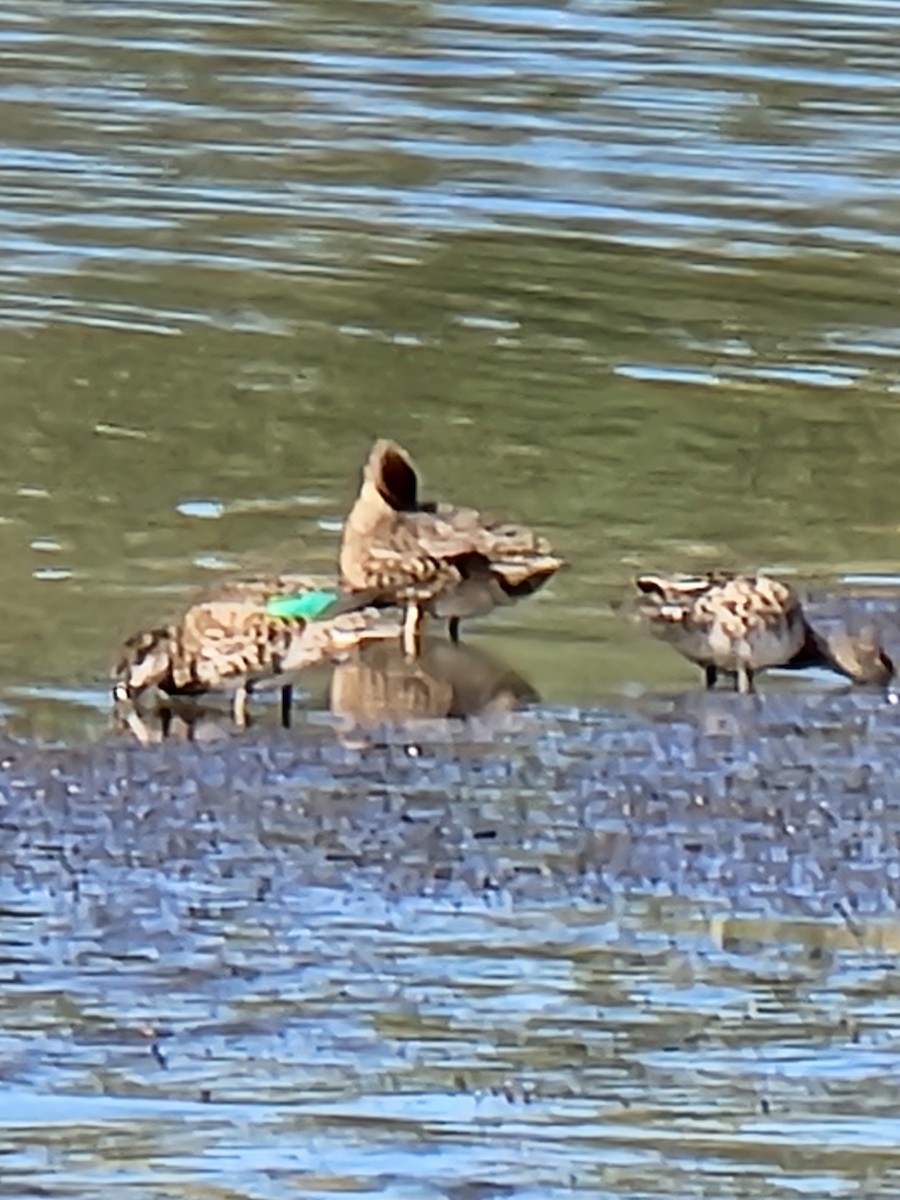 Green-winged Teal - ML487778221