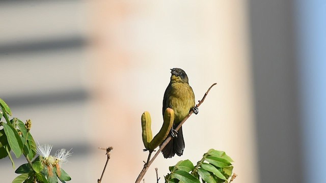 Unicolored Blackbird - ML487779491