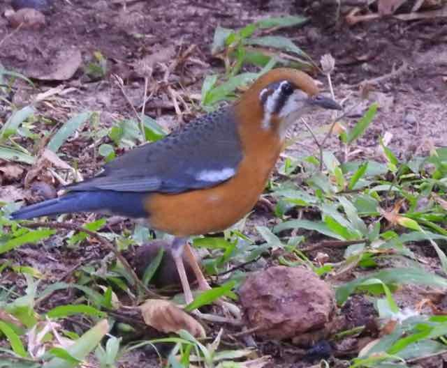 Orange-headed Thrush - ML48777961