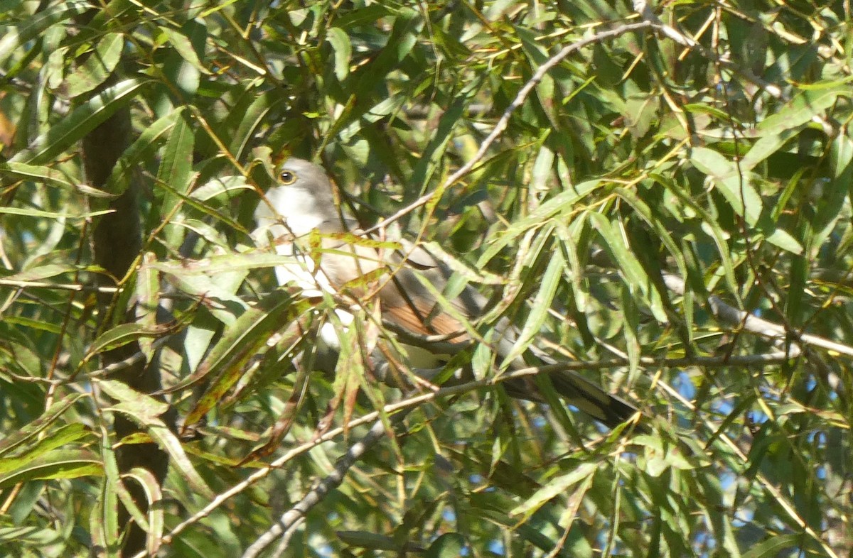 Yellow-billed Cuckoo - ML487780291