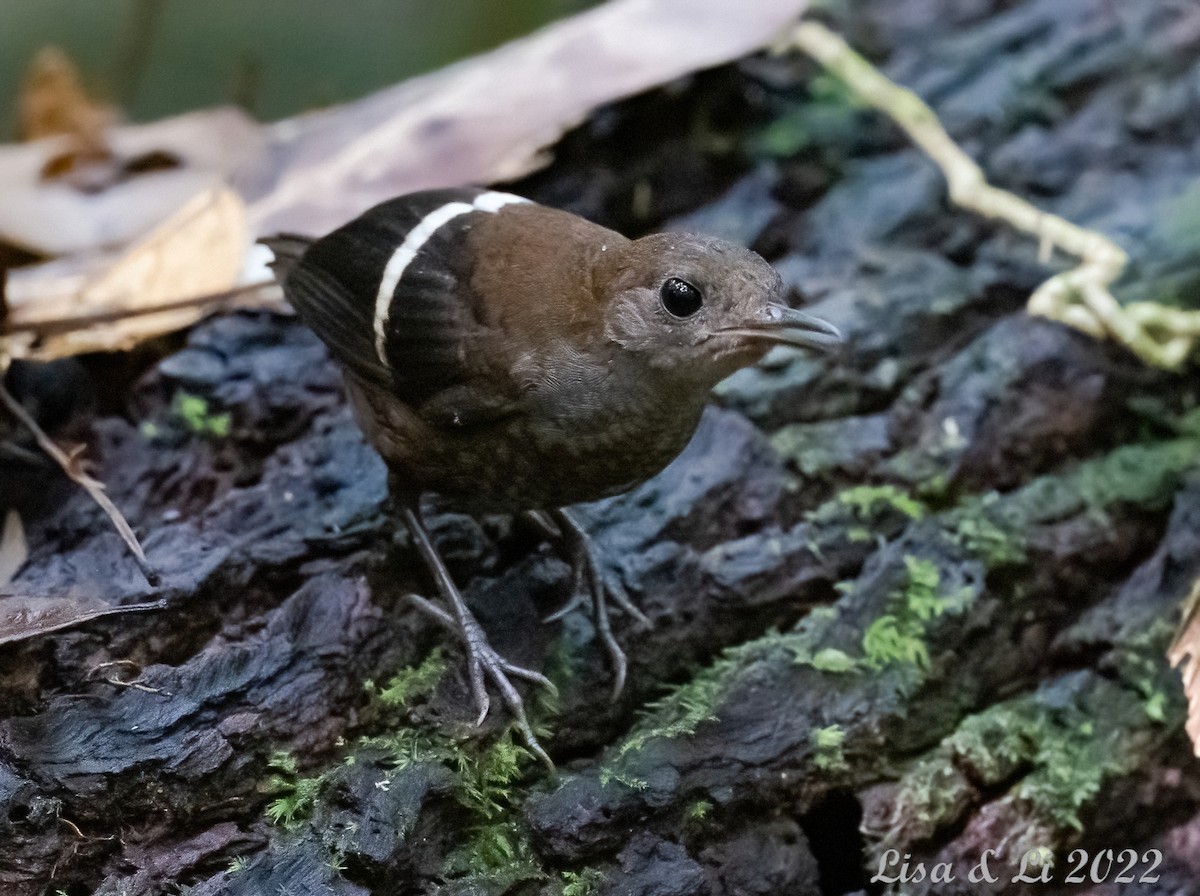 Wing-banded Wren - ML487783051