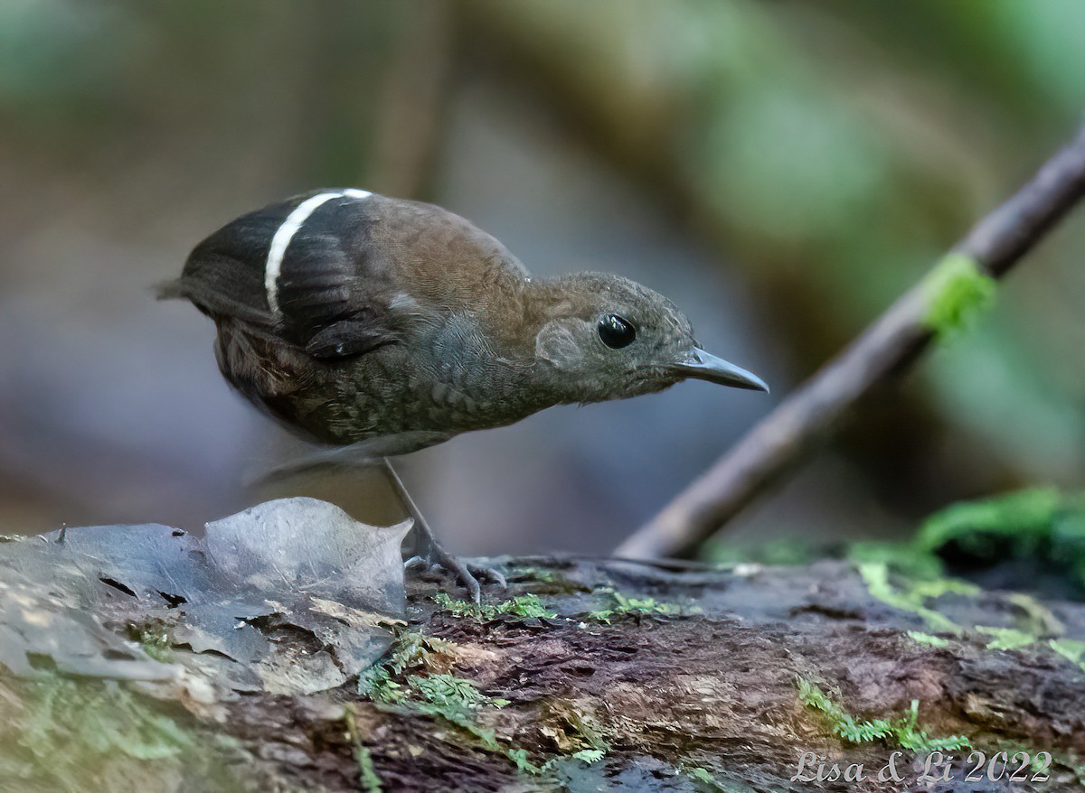 Wing-banded Wren - Lisa & Li Li