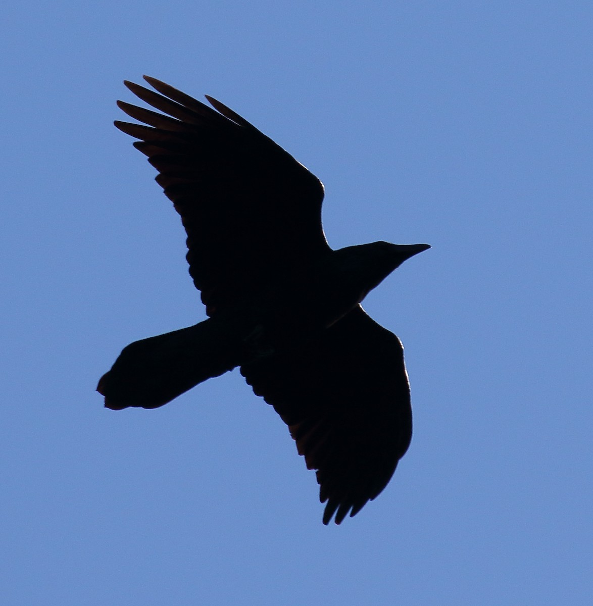 Common Raven - ML487783331