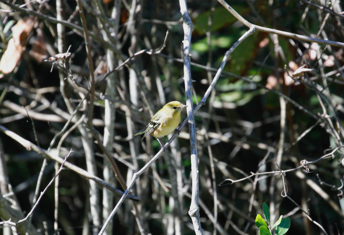 Bay-breasted Warbler - Mike Collins