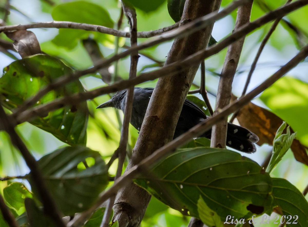 Gray Antbird - Lisa & Li Li