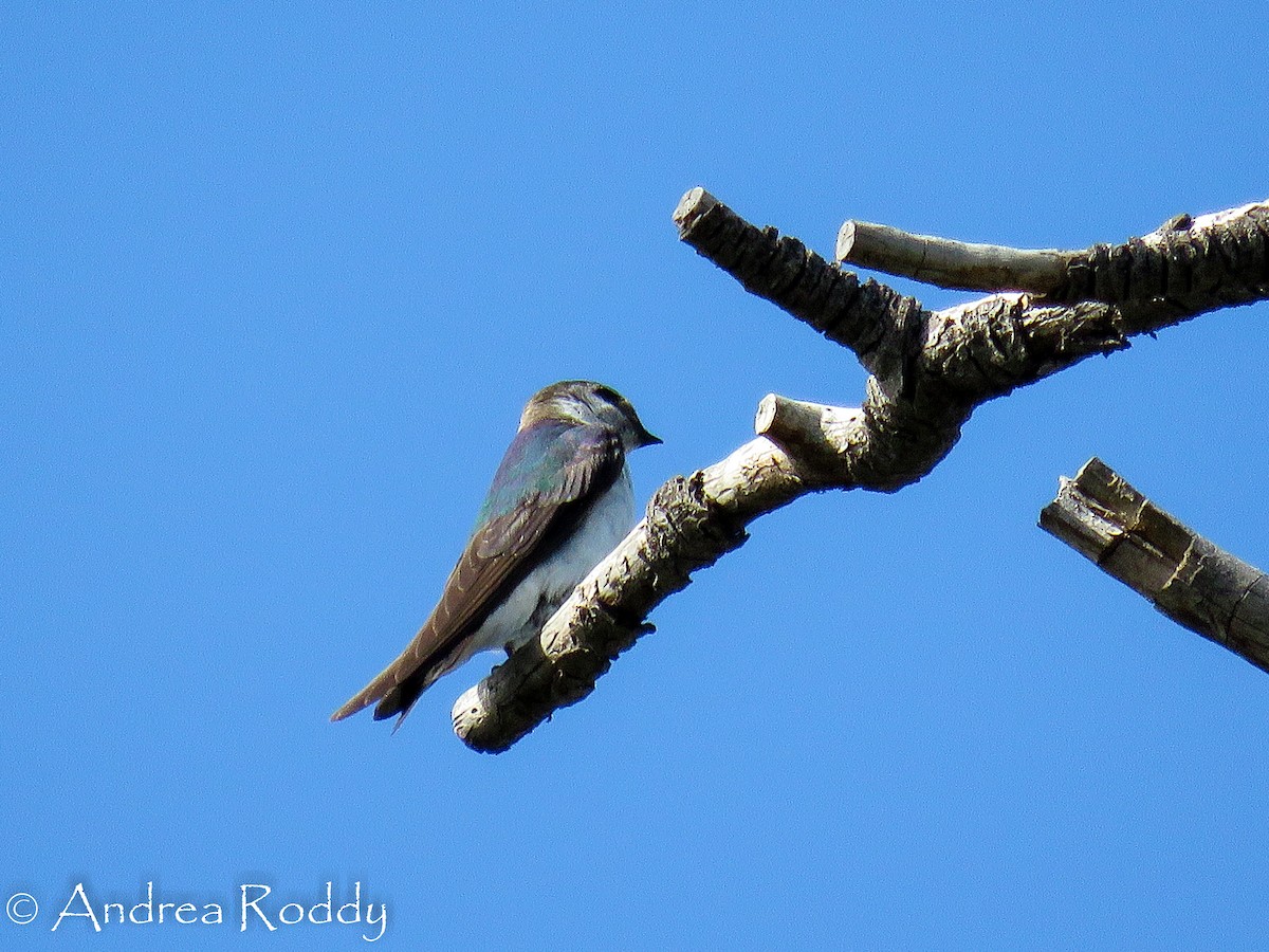 Golondrina Verdemar - ML48778401