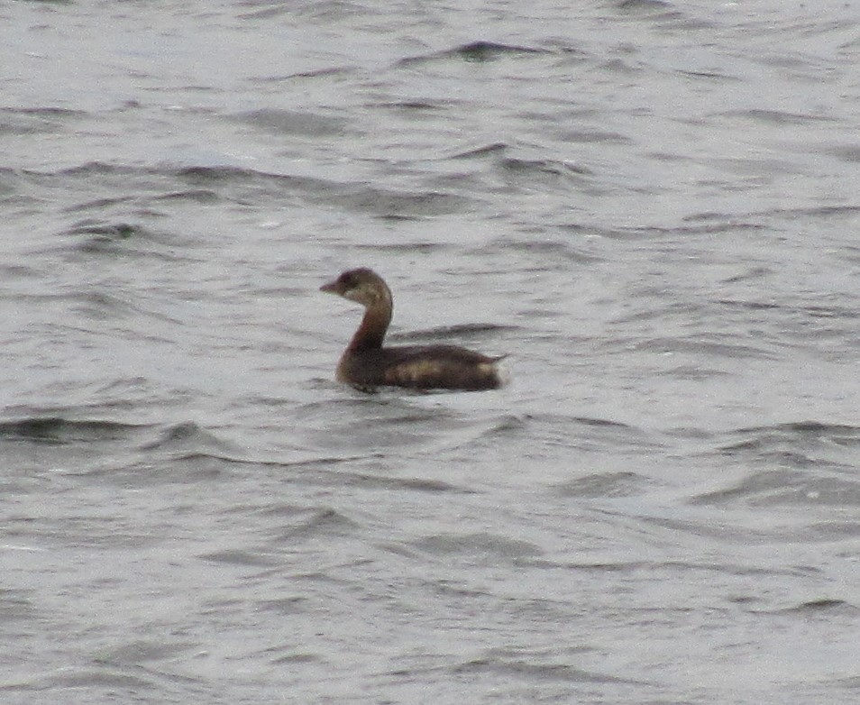 Pied-billed Grebe - ML487784691