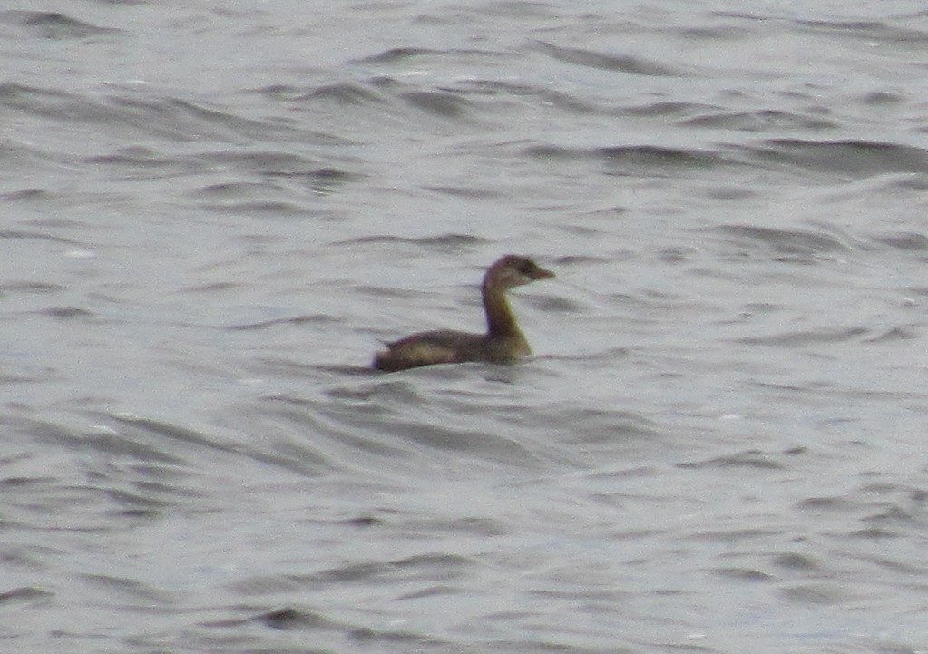 Pied-billed Grebe - ML487784701