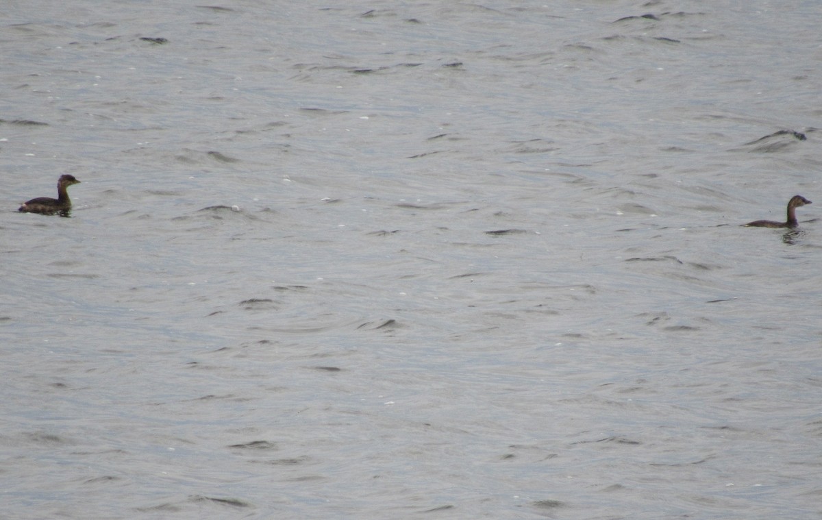 Pied-billed Grebe - ML487784711