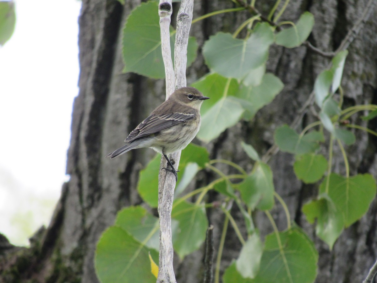 Yellow-rumped Warbler - ML487785231