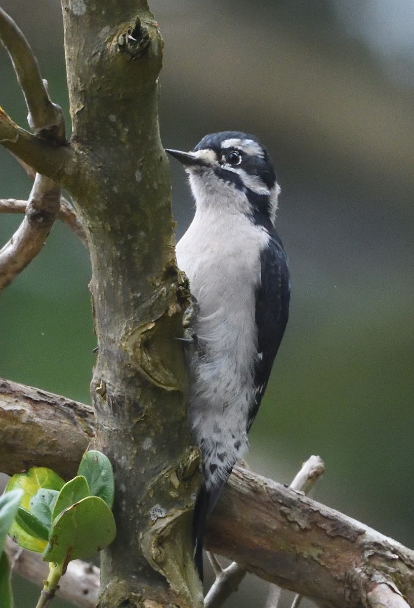Downy Woodpecker - ML487788001