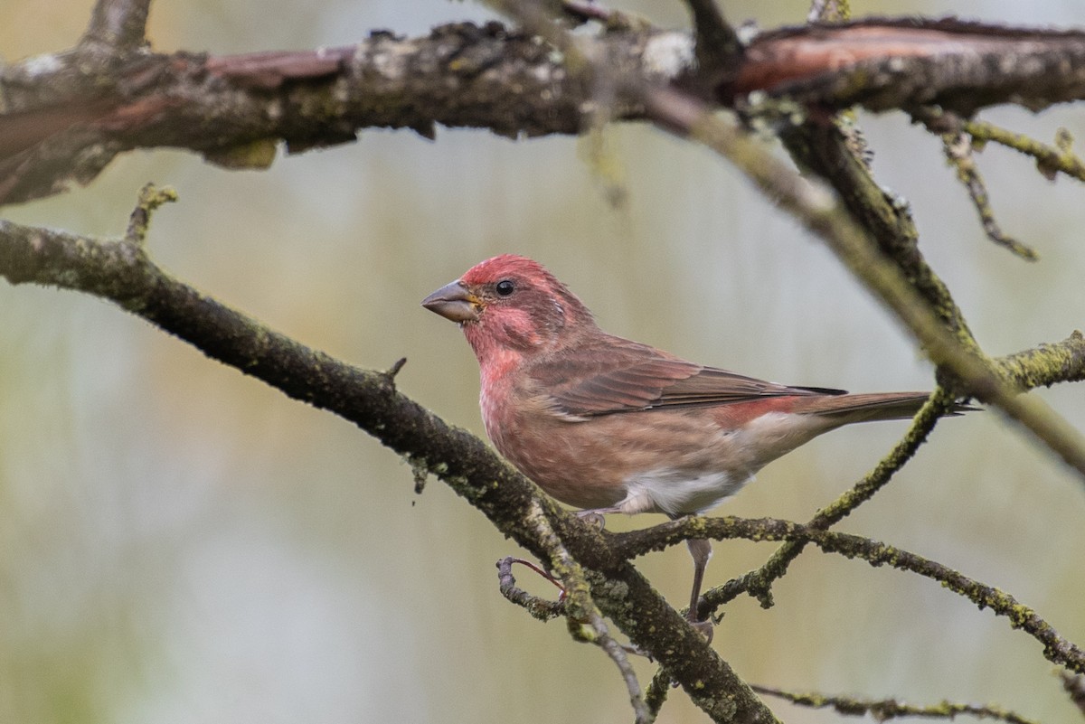 Purple Finch - ML487788191