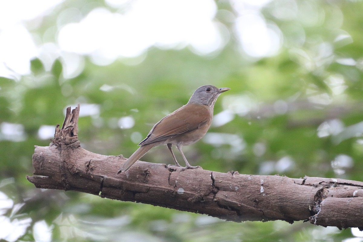 Pale-breasted Thrush - ML487788201