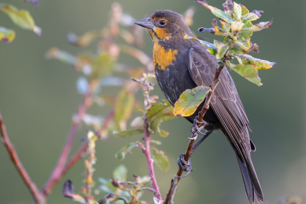 Yellow-headed Blackbird - Ed Kingma