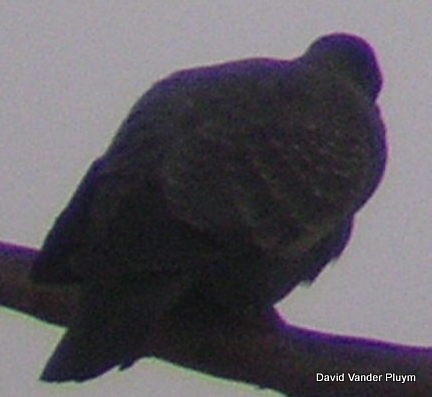 Spot-winged Pigeon - ML487788941
