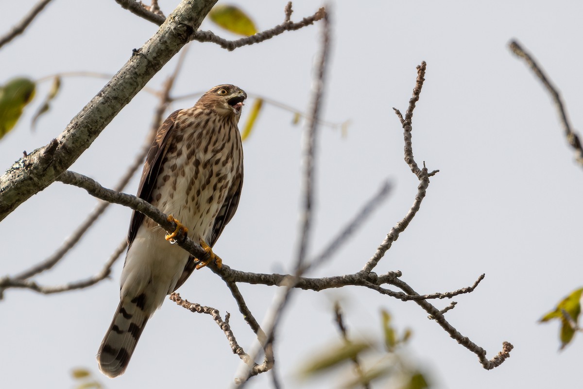 Sharp-shinned Hawk - ML487789131