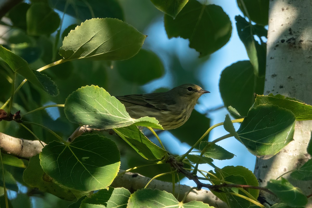 Cape May Warbler - ML487789681