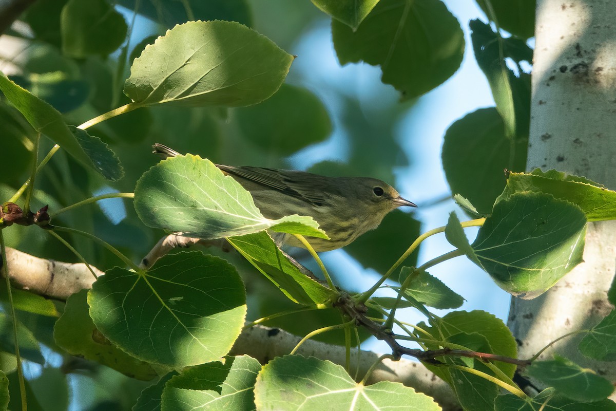 Cape May Warbler - ML487789691