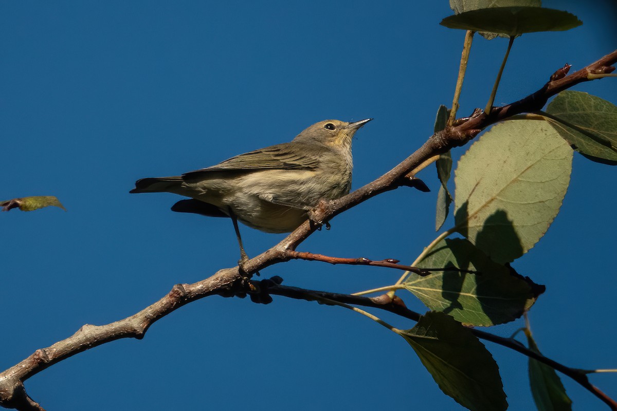 Cape May Warbler - ML487789771