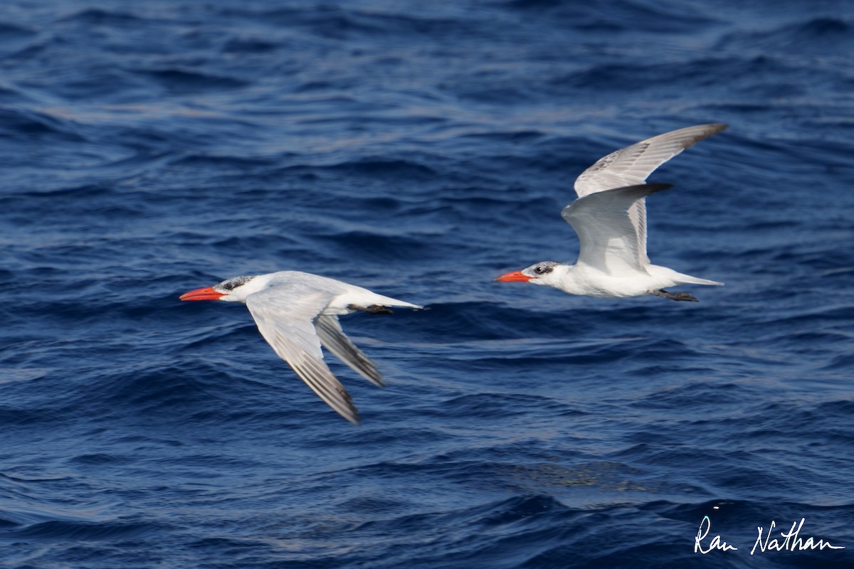 Caspian Tern - Ran Nathan