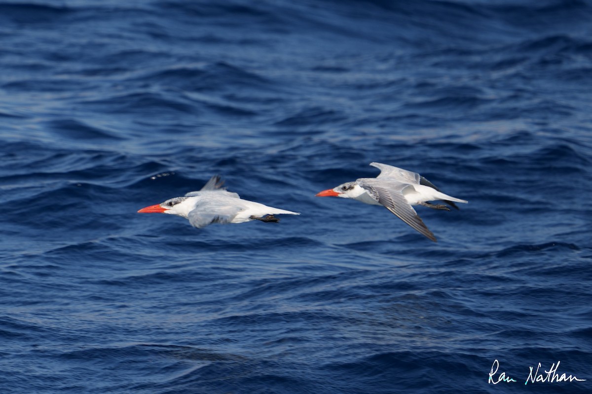 Caspian Tern - Ran Nathan