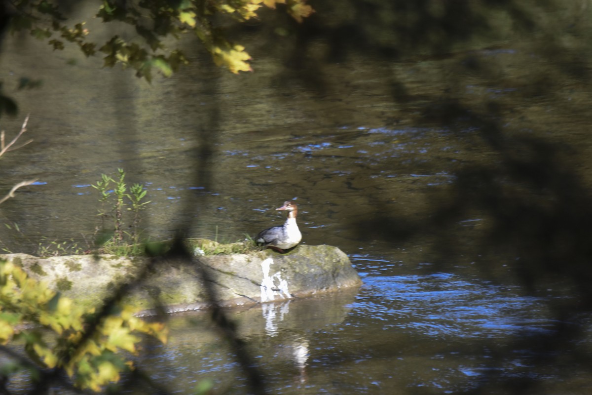 Common Merganser - ML487791911