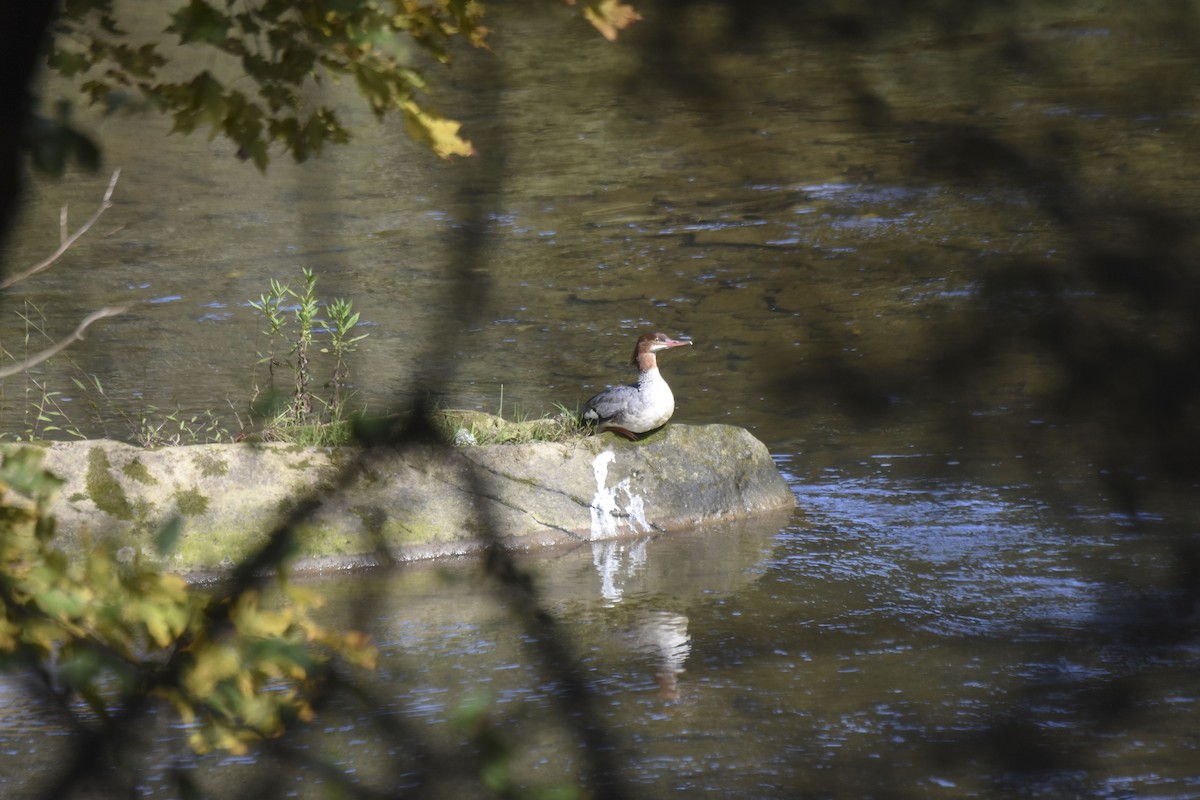 Common Merganser - ML487791921