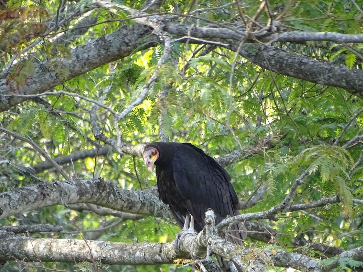 Lesser Yellow-headed Vulture - Mirian Del Río