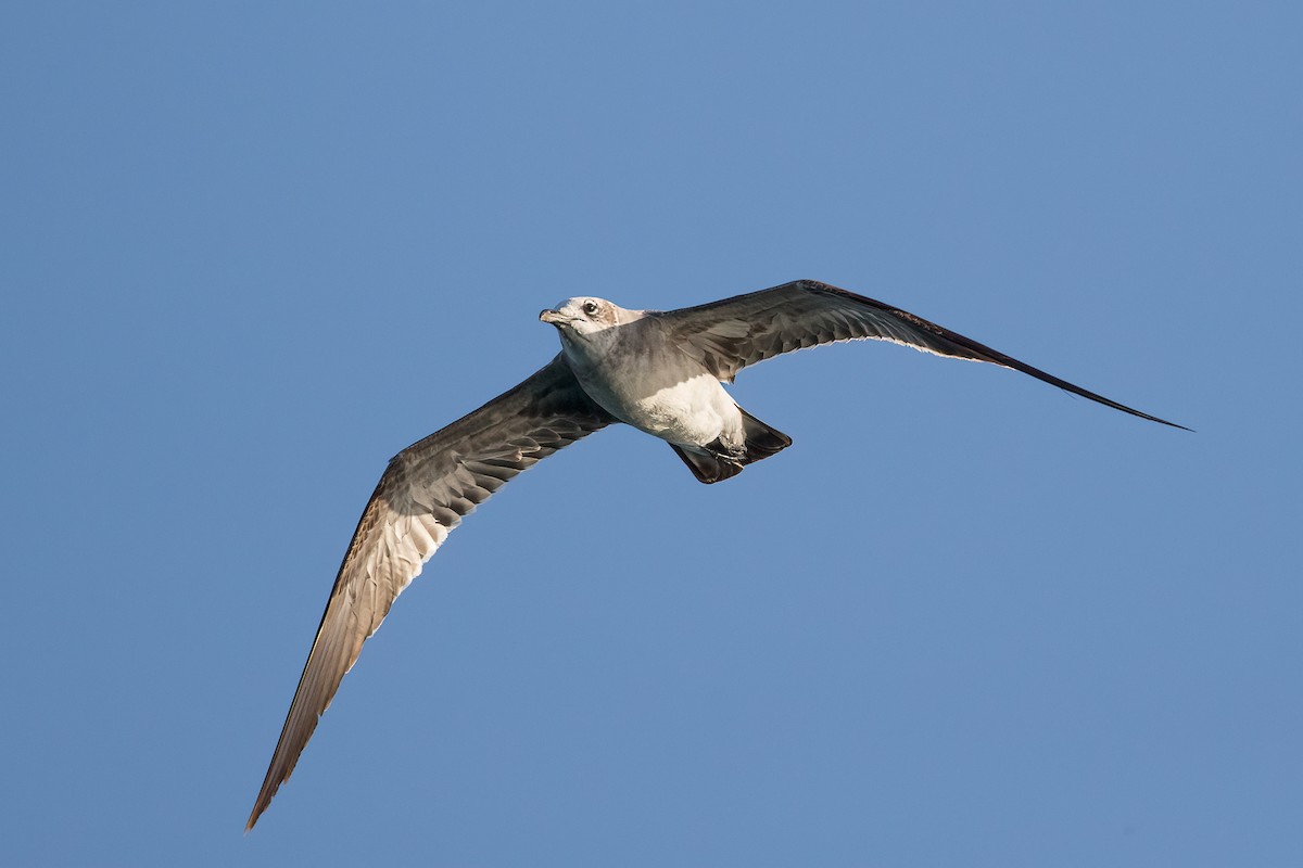 Laughing Gull - ML487792941