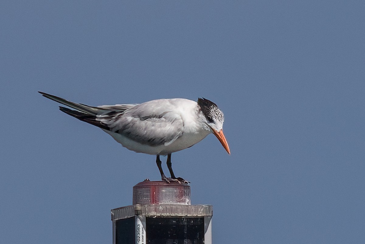 Royal Tern - ML487793071