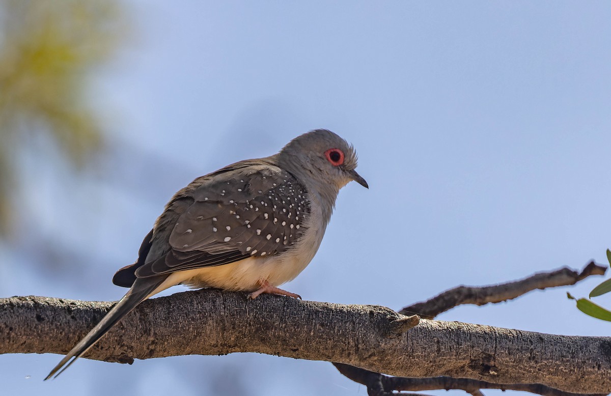 Diamond Dove - ML487793231