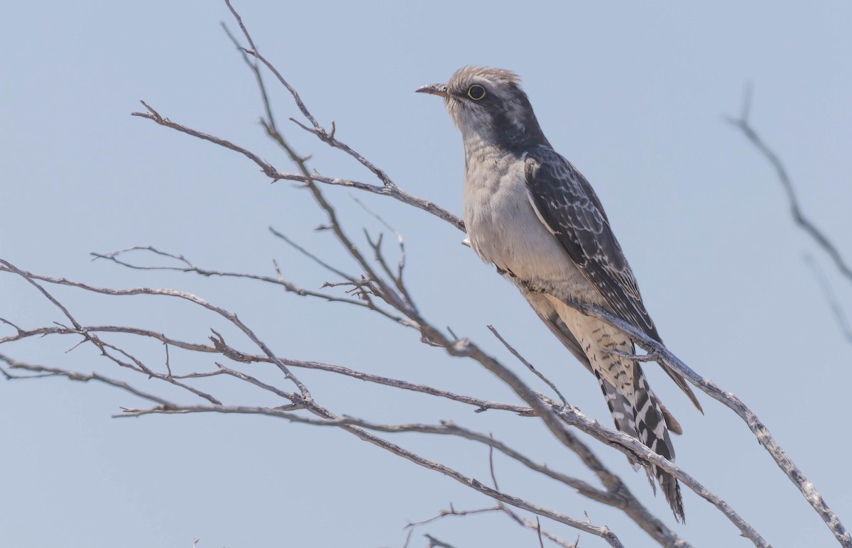 Pallid Cuckoo - ML487793431