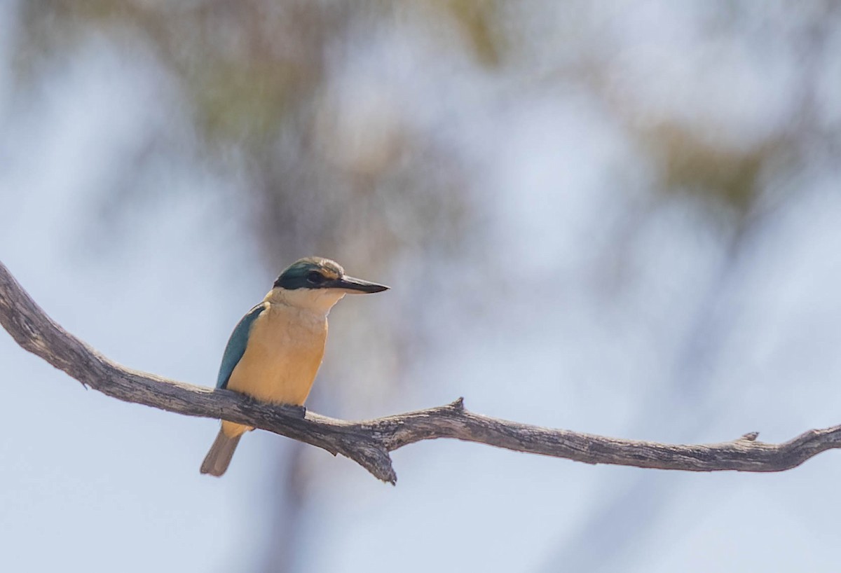 Sacred Kingfisher - ML487793831