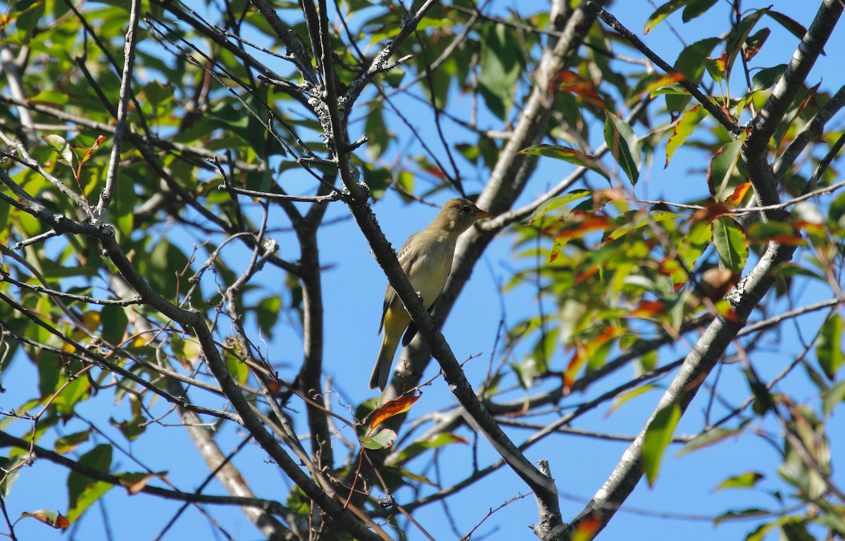 Western Tanager - ML487794241