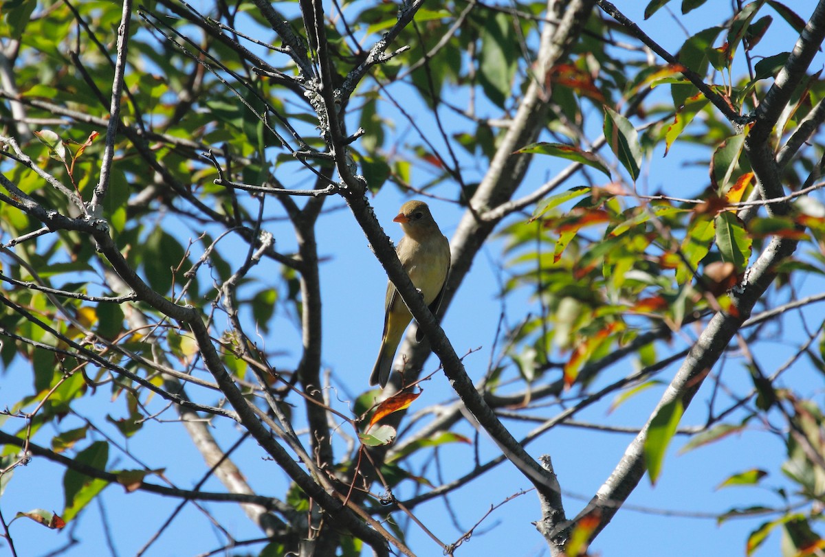 Western Tanager - Mike Collins