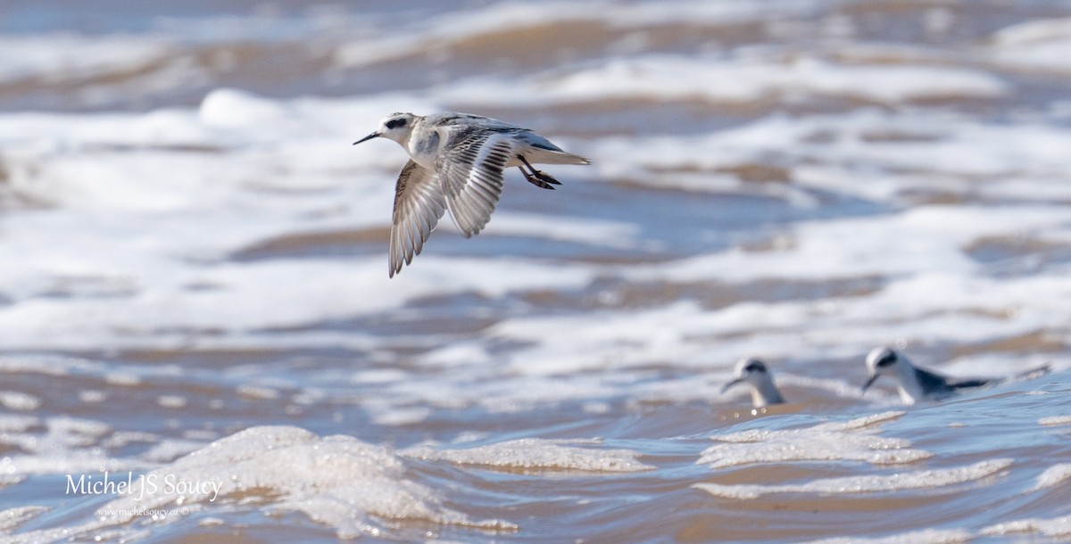 Red Phalarope - Michel Soucy