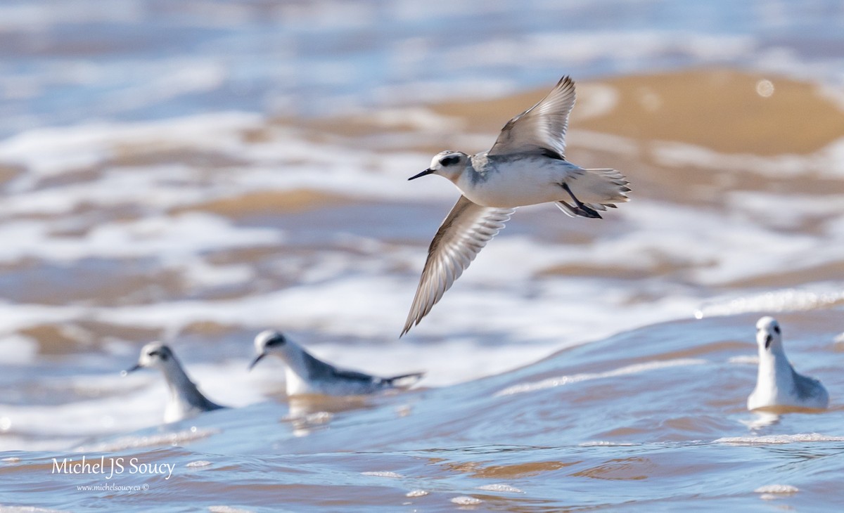 Phalarope à bec large - ML487794471