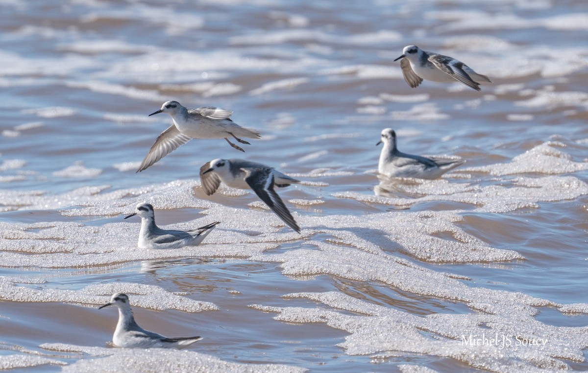 Phalarope à bec large - ML487794481