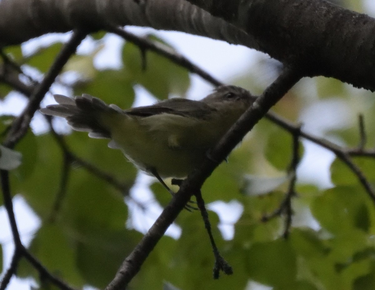Philadelphia Vireo - ML487796191