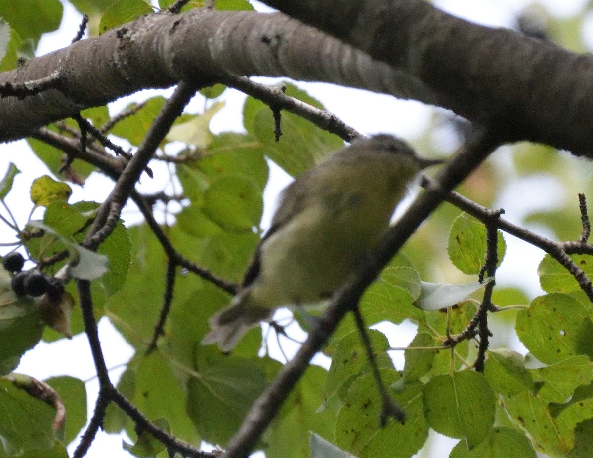 Philadelphia Vireo - ML487796201