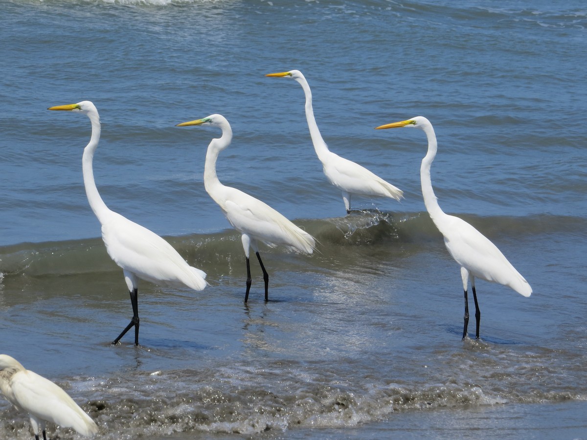 Great Egret - Mark Goodwin