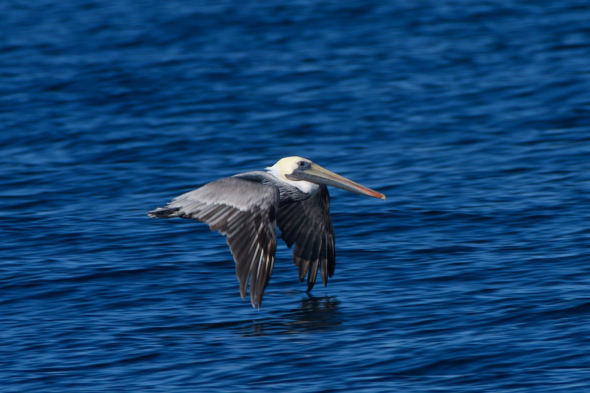 Brown Pelican - ML487796931