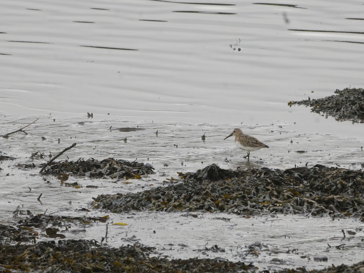 Dunlin - ML487799931