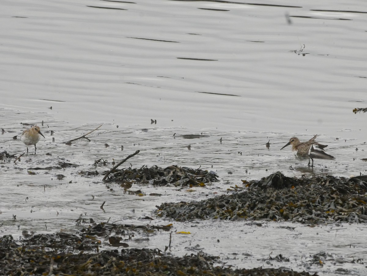 Dunlin - ML487799941