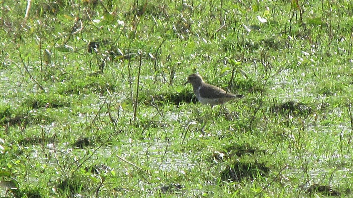 Rufous-chested Dotterel - ML487802051