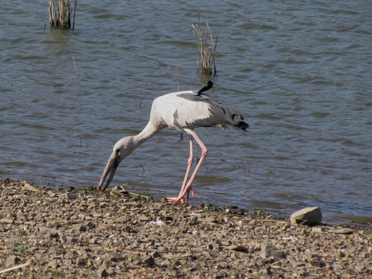 Asian Openbill - ML48780251