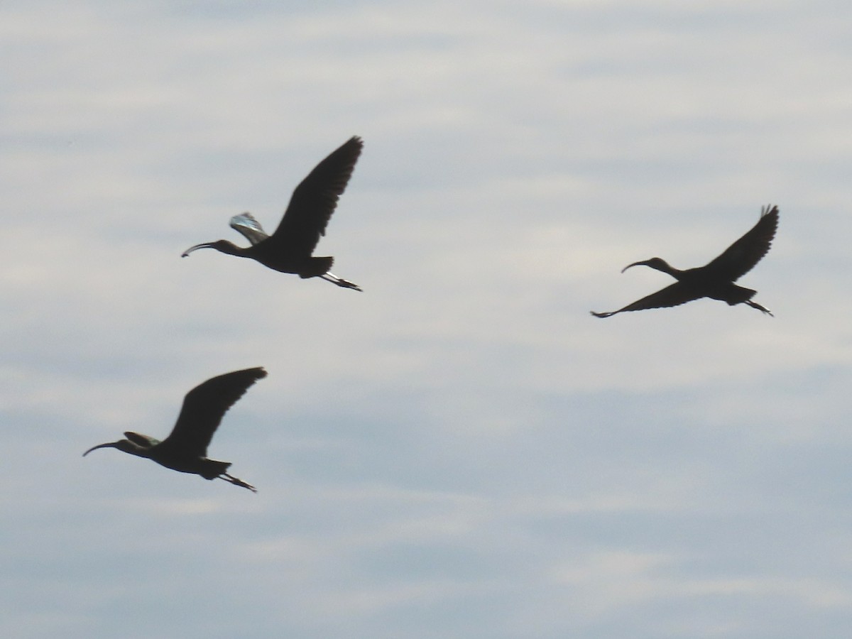 White-faced Ibis - ML487802861