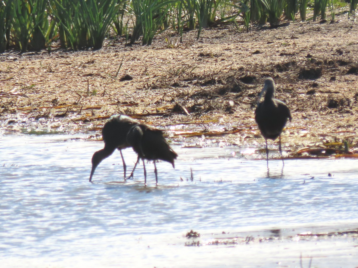 White-faced Ibis - ML487802871