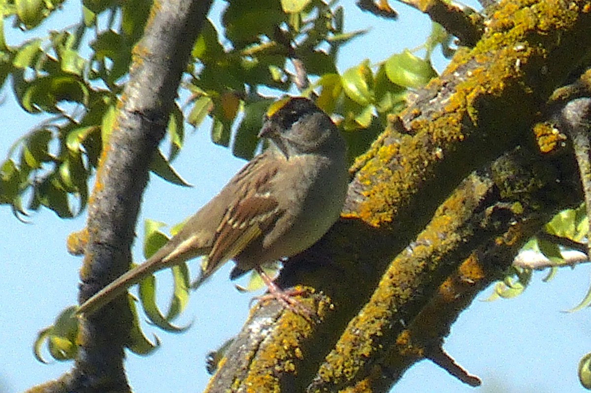 Golden-crowned Sparrow - D Krajnovich