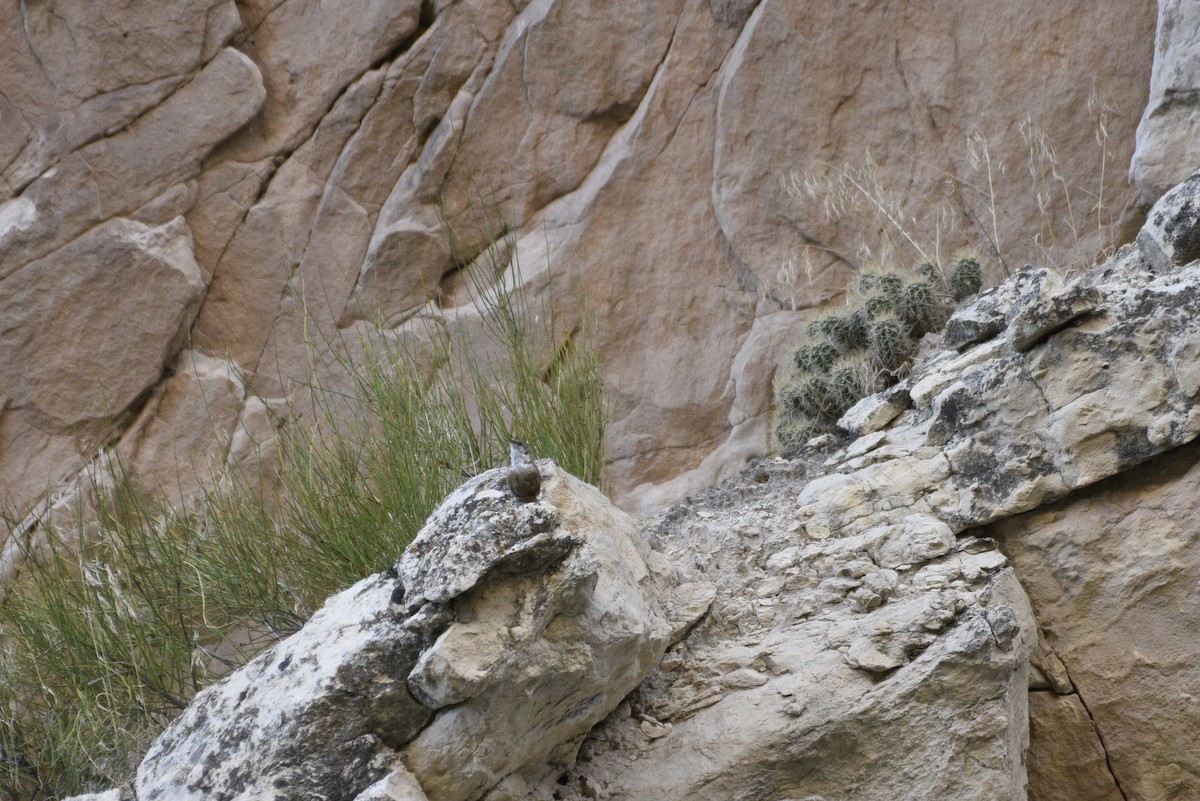 Troglodyte des canyons - ML487805541